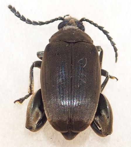 Réf. 243 690 : Pachymerus bactris